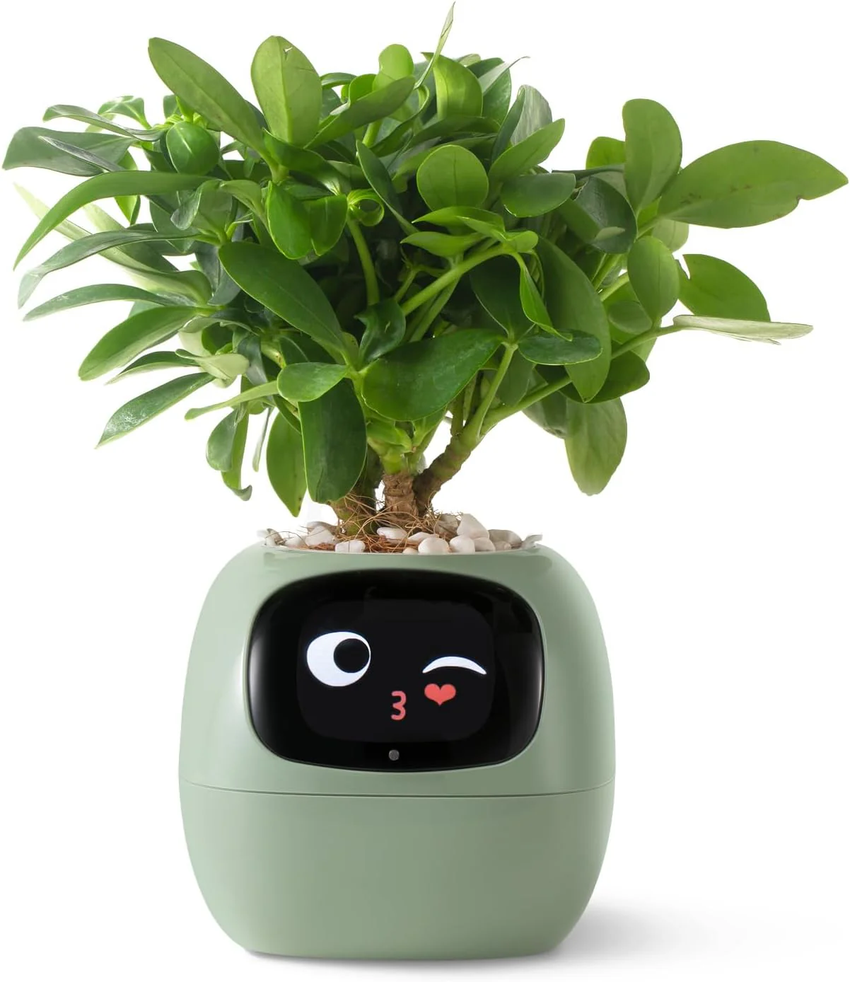 Plantagochi - Maceta Inteligente para plantas - Image 12