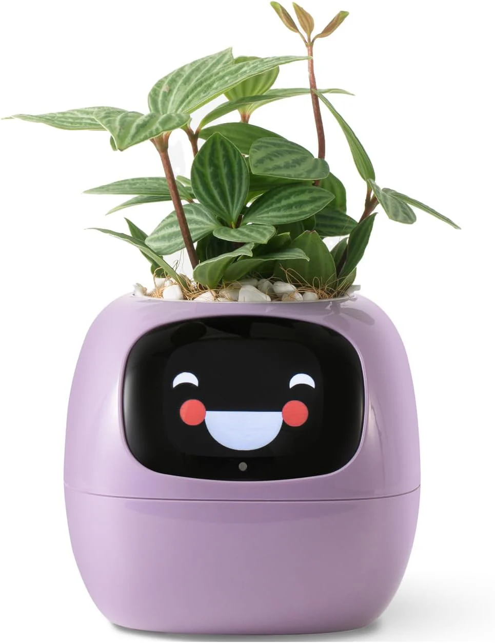 Plantagochi - Maceta Inteligente para plantas - Image 13